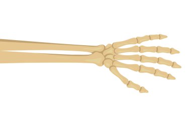 Yandan İskelet El Uzanıyor, Vektör İllüzyonu. Ürkütücü Cadılar Bayramı Kemik Kolu Çizimi. Parti Dekorasyonu ve Poster Tasarımı İçin Ürkütücü Korku Hareketi.