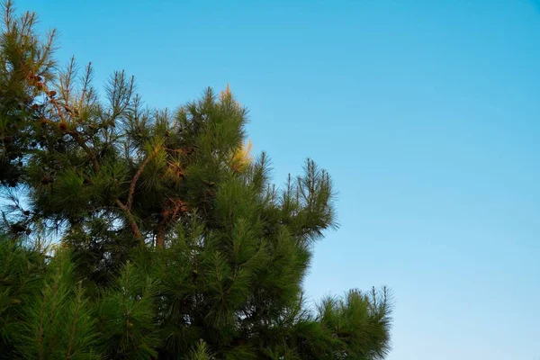 Close up view of a bright green fir tree against the blue sky. Coniferous Needles Bush. Cedar branches against the sky on a sunny day. Changing of seasons concept. Wallpaper. Background — Stock Photo, Image