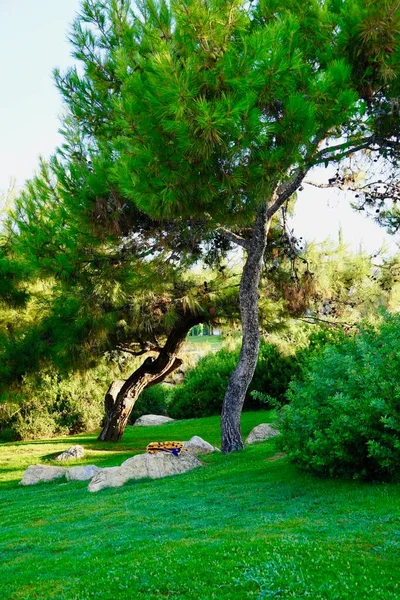 Дуже красивий природний ландшафтний дизайн з соковитими свіжими зеленими деревами — стокове фото