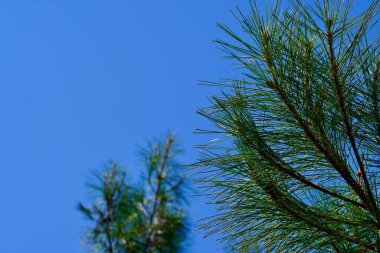 Mavi gökyüzüne karşı parlak yeşil bir köknar ağacının yakın görüntüsü. Kozalaklı İğneler Çalılığı. Güneşli bir günde gökyüzüne karşı sedir dalları. Mevsimler değişti. Duvar kağıdı. Arkaplan