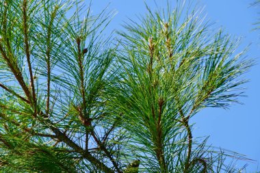 Mavi gökyüzüne karşı parlak yeşil bir köknar ağacının yakın görüntüsü. Kozalaklı İğneler Çalılığı. Güneşli bir günde gökyüzüne karşı sedir dalları. Mevsimler değişti. Duvar kağıdı. Arkaplan