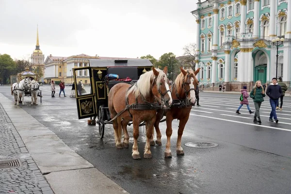 Petersburg, Rosja - listopad 2020 Tradycyjny przewóz konny na Placu Pałacowym dla rozrywki turystów w Petersburgu. Era historyczna. Białe kucyki są okiełznane w powozie — Zdjęcie stockowe