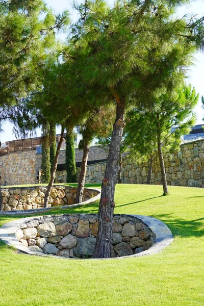 Цікаве інтер'єрне рішення - посадка дерев у кам'яній ямі в саду на зеленому газоні . — стокове фото