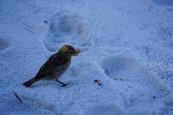 Malí vrabci hledají na pláži semínka jídla. ekologicky čistá pláž Egejského moře. hranice stínu a světla slunce na písku — Stock fotografie