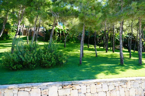 Camino y jugoso césped verde en el maravilloso parque verde —  Fotos de Stock