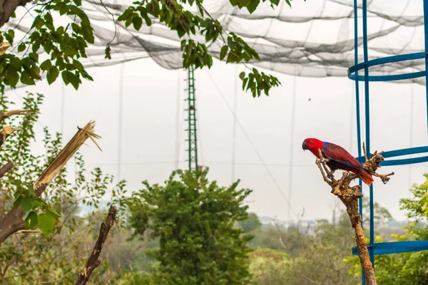 位于巴基斯坦伊斯兰堡Murree路Malpur Rawal村附近的湖景鸟园中色彩斑斓的Macaw — 图库照片