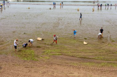Qingdao / Çin - 5 Ağustos 2015: Qingdao şehir plajında deniz marulu açan işçiler (Enteromorpha). Deniz marulu Qingdao sahillerinde yaygın bir kirleticidir..