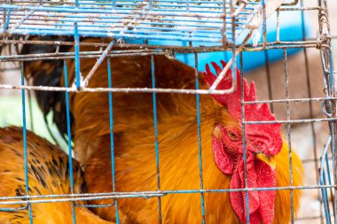 Çin 'in Shandong bölgesindeki Qingdao' daki sokak pazarında metal bir kafeste satışta olan bir horoz.