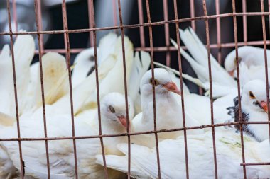 White pigeon doves in a metal wire cage, on sale at street market in Qingdao, Shandong province of China clipart