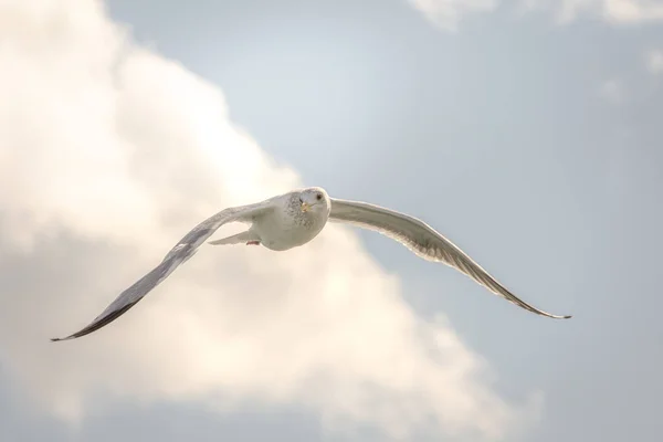 Prachtige Meeuw Die Blauwe Lucht Vliegt — Stockfoto