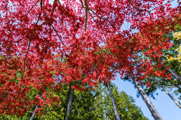 Coloridos Árboles Con Hermosas Hojas Rojas Follaje Durante Temporada Otoño —  Fotos de Stock