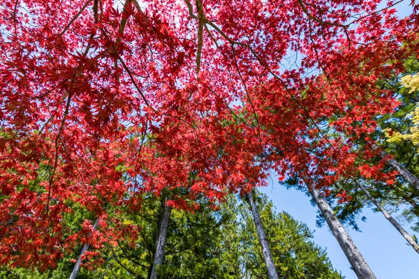 Alberi Colorati Con Belle Foglie Rosse Fogliame Durante Stagione Autunnale — Foto Stock