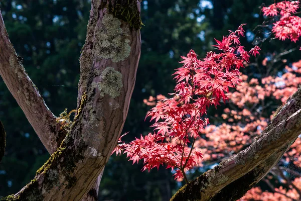 Árvores Coloridas Com Belas Folhas Vermelhas Folhagem Durante Temporada Outono — Fotografia de Stock