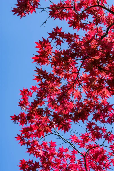 Árvores Coloridas Com Belas Folhas Vermelhas Folhagem Durante Temporada Outono — Fotografia de Stock