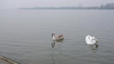 Sırbistan 'ın Belgrad kentinde sisli bir kış gününde Tuna Nehri' nde yüzen güzel kuğular