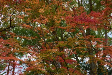 Japonya 'da Momiji sonbahar sezonu boyunca yaprakları güzel renkli ağaçlar.