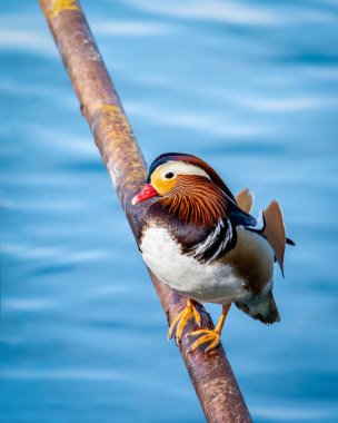Mandarin ördeği Aix galericulata Pekin, Çin 'deki Pekin parkında demir direğe tünemişti.