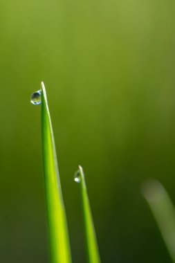 Taze yeşil çimenler ve taze sabah çiği damlaları çimen makrosu üzerinde.