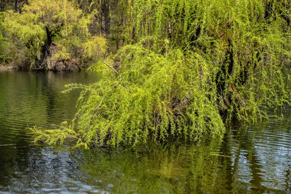 Bor See Borsko Jezero Ein Künstlicher See Ostserbien Der Nähe — Stockfoto