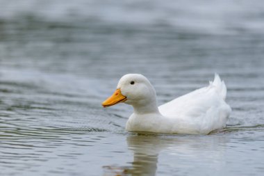 Durgun suda yüzen beyaz bir ördek
