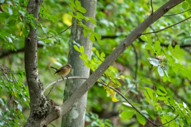 Küçük kuş yemyeşil bir ormandaki ağaç dalına tünedi..