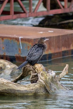 Arka planda paslı metal bir yapı olan göldeki bir ağaç dalına tünemiş bir karabatak..