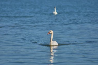 İki kuğu berrak gökyüzünün altında sakin mavi bir gölde yüzüyor..