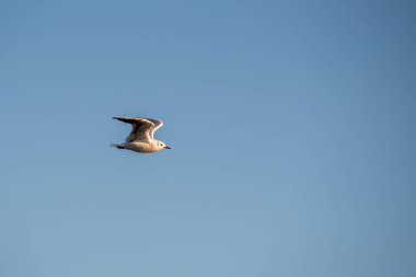 masmavi gökyüzünde uçan martı.