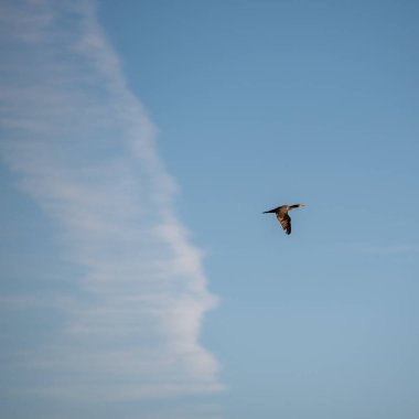 Yalnız bir karabatak kuşu bulutlu açık mavi gökyüzüne doğru uçuyor..