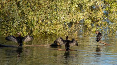 Karabataklar yemyeşil bir gölde kanatlarını kurutuyorlar..