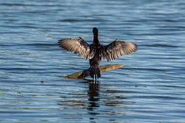Sakin bir gölde kanatlarını kurutan bir karabatak..