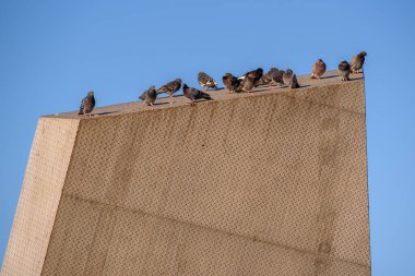 Güvercinler, açık mavi gökyüzüne karşı geometrik metal bir yapıya tünemişlerdi..