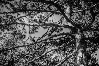 Siyah beyaz bir çam ağacı gövdesi. Dalları dışarı doğru uzanıyor..