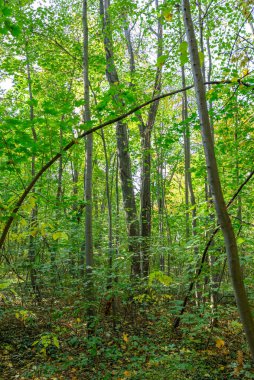 Uzun Ağaçlar ve Yoğun Yapraklarla Yeşiller Ormanı.
