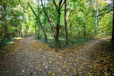 Düşen yapraklarla kaplı iki farklı yolu olan bir orman sahnesi..