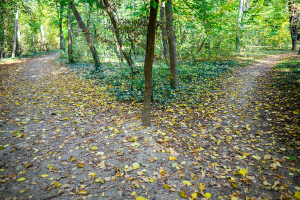 Лесная тропа расходится в двух направлениях, покрытая опавшими листьями.