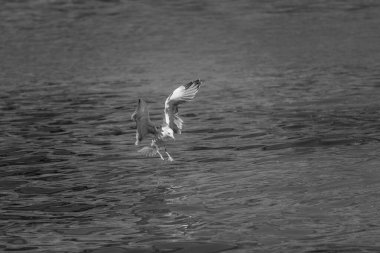 Suyun üzerinde uçan bir martının siyah beyaz fotoğrafı.