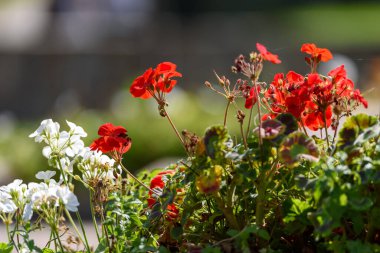 Güneş ışığında canlı kırmızı ve beyaz sardunya çiçeklerine yakın çekim.