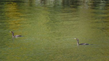 Two cormorants swimming in a calm green lake.