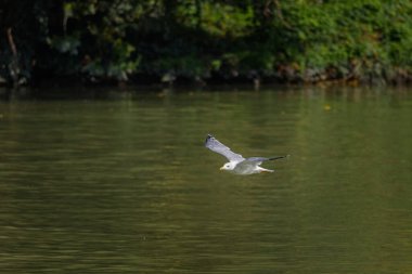 A seagull flying low over a calm lake with green foliage in the background.