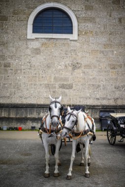 Avusturya 'nın tarihi merkezi Altstadt' ta 11 Temmuz 2025 tarihinde Residenzplatz Meydanı 'ndaki bir araca beyaz atlar koşuldu.