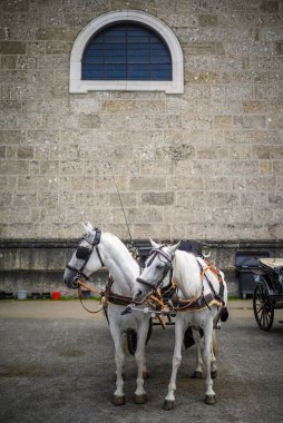 Avusturya 'nın tarihi merkezi Altstadt' ta 11 Temmuz 2025 tarihinde Residenzplatz Meydanı 'ndaki bir araca beyaz atlar koşuldu.