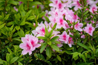 Close-up of pink azalea flowers with green leaves in a garden.