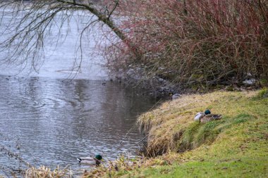 Ducks resting by a tranquil lakeside with bare trees and calm water.