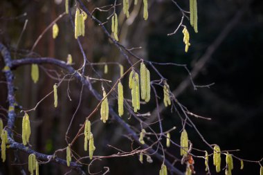 Close-up of tree branches with hanging catkins in a natural setting.