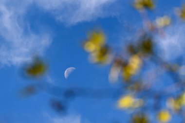 A daytime moon in a blue sky with blurred leaves in the foreground.