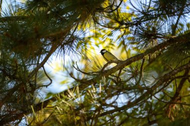 A small bird perched on a pine tree branch in a forest.