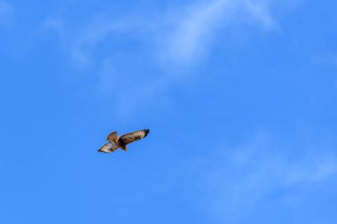 A lone hawk soaring in a clear blue sky.