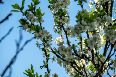Mavi gökyüzüne karşı ağaç dalları üzerinde beyaz çiçeklerin yakın çekimi.