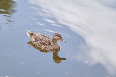 Bulutların ve ağaçların yansımalarıyla sakin bir gölde yüzen bir ördek.